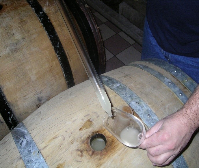 dégustation des vins de base 2019 vinifiés en fûts de chêne