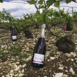 Ca pousse dans les vignes - Champagne Millésimé Louise Brison