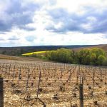 vignes _n_Fotor