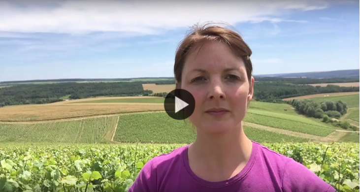 Point sur les vignes 1 semaine apres la floraison - Champagne Millésimé Louise Brison